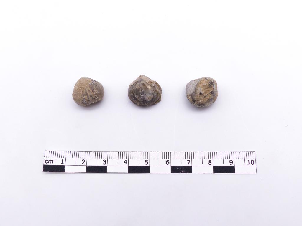 Paléontologie - Shumardella abscuriplicata (détermination d'origine)