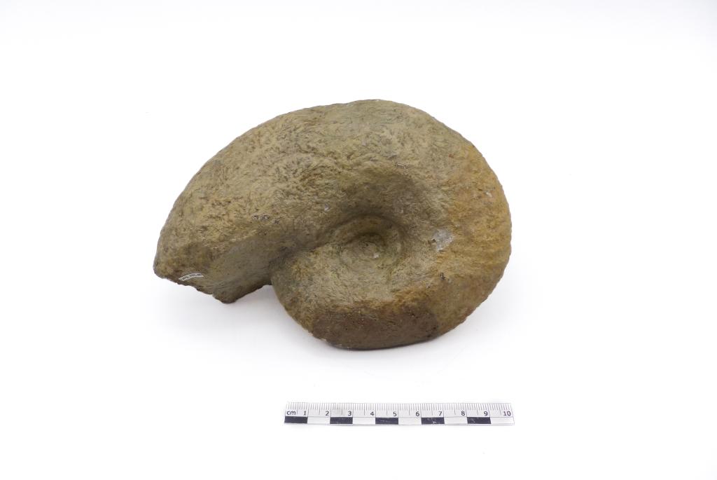 Pachydiscus epipleutus (Redtenbacher, 1873)
