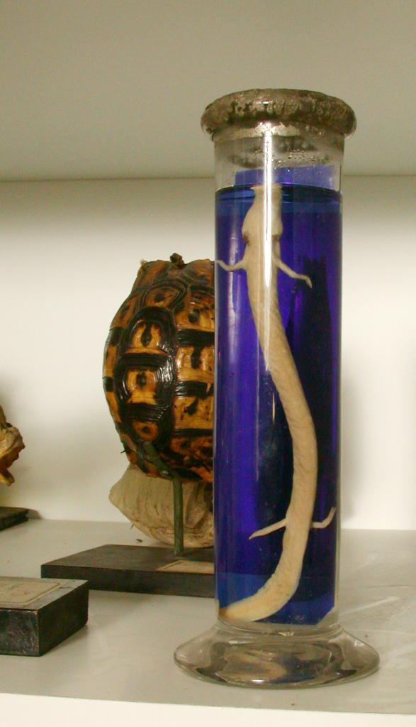 collection d'instruments ou objets pédagogiques