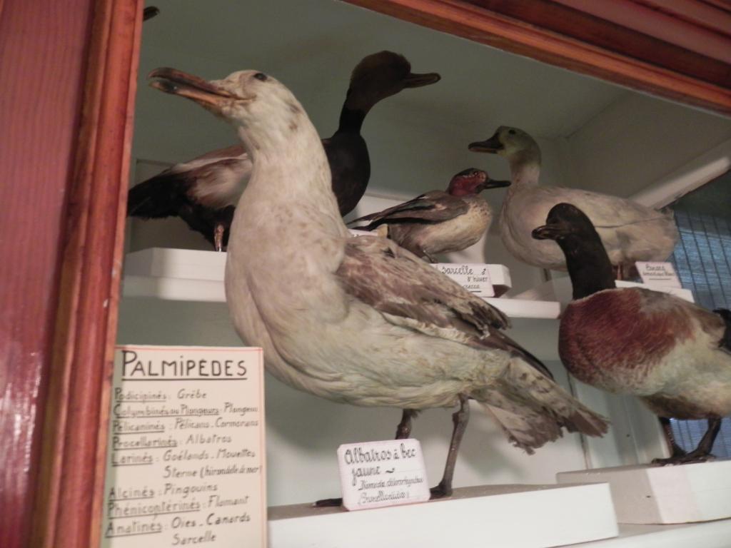 collection de zoologie