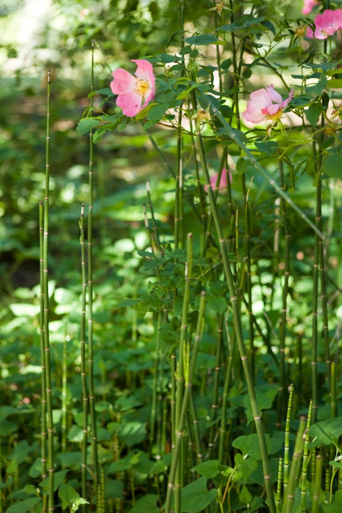 jardin d'agrément dit jardin Bailleul