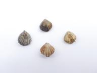 Paléontologie - Camarotœchia indianensis (détermination d'origine)