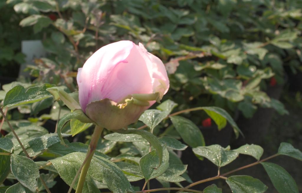 jardin botanique de la Pivoine Bleue