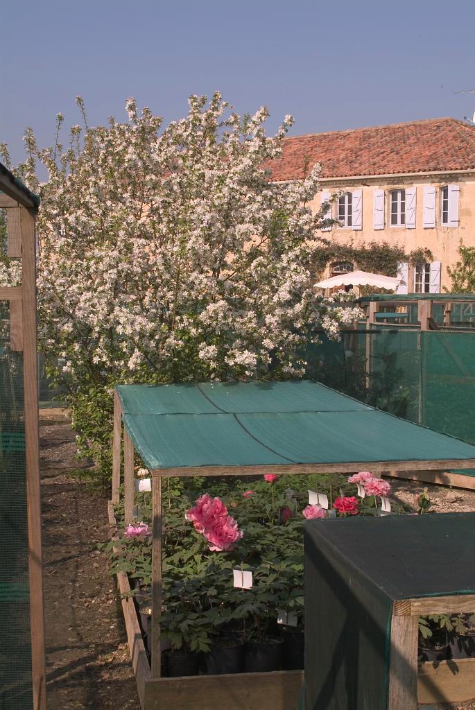 jardin botanique de la Pivoine Bleue