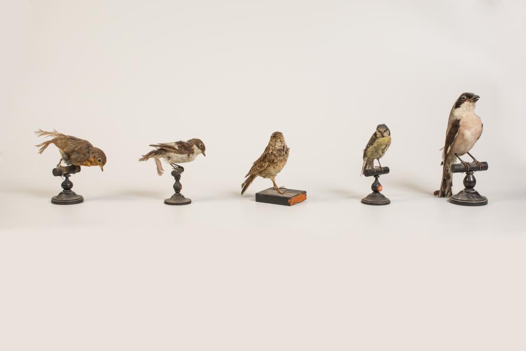 ensemble (53) de la collection d'oiseaux naturalisés