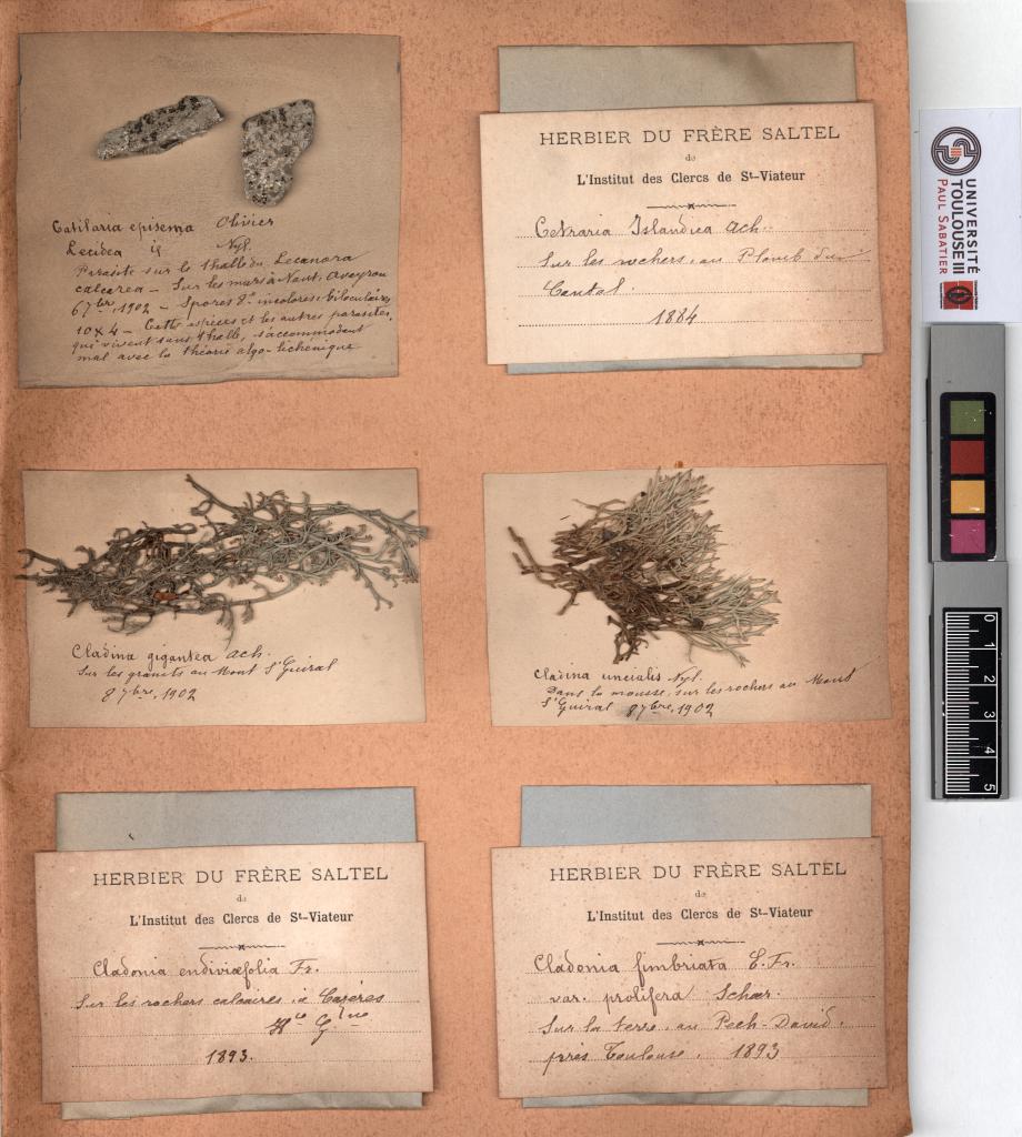 Herbier Saltel