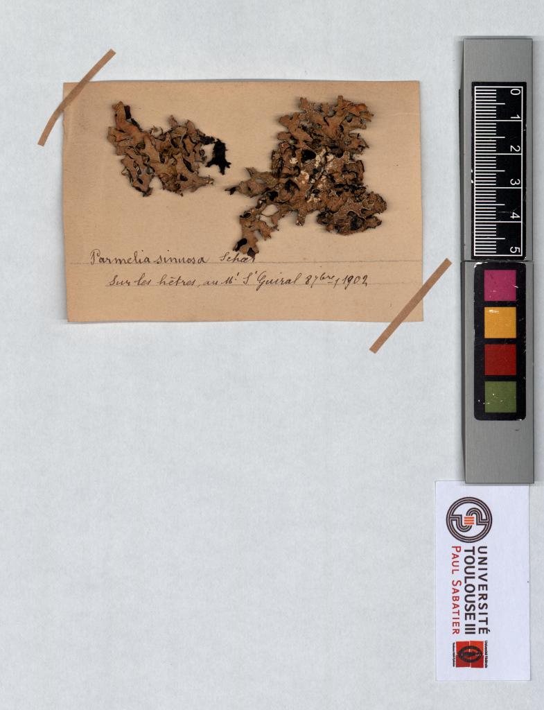 Herbier Saltel