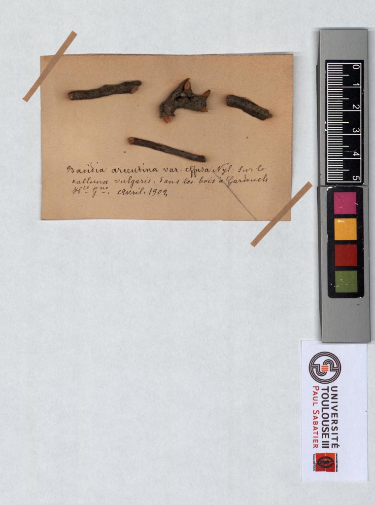 Herbier Saltel
