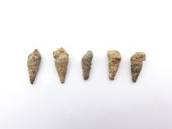 Paléontologie - Bulimorpha sp.  (détermination d'origine)