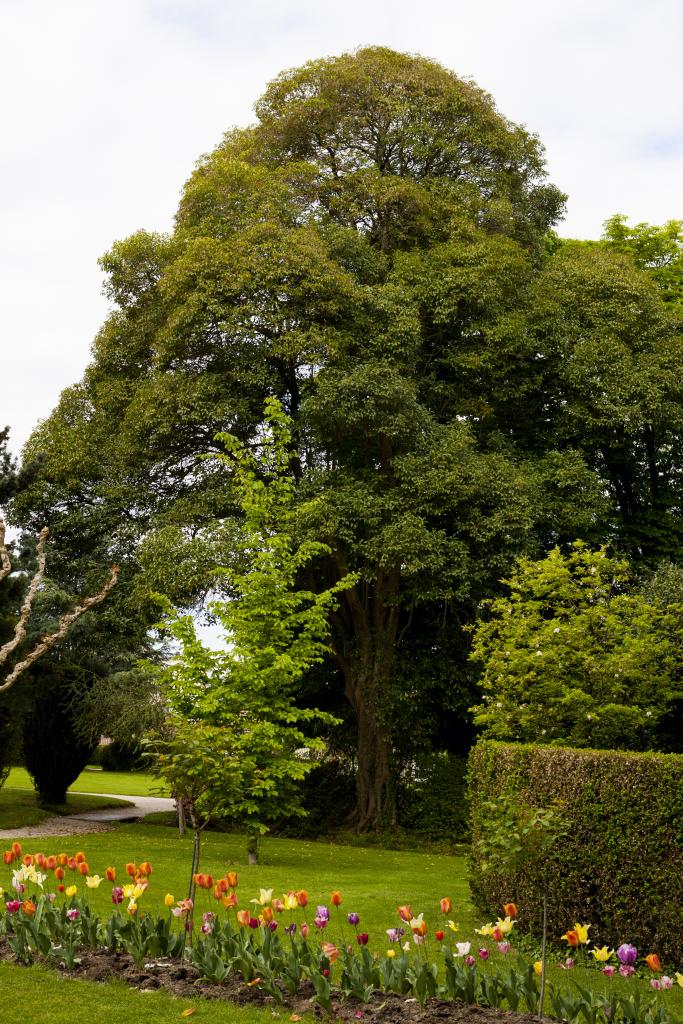 ancien jardin botanique dit Jardin Massey actuellement jardin public