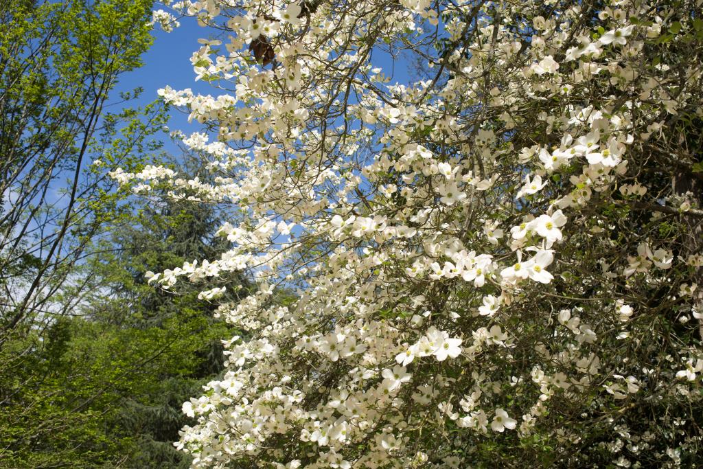 kiosque à musique des allées Leclerc, actuellement au Jardin Massey