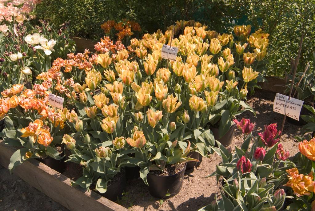 jardin botanique de la Pivoine Bleue