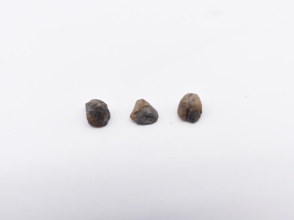 Paléontologie - Ambocoelia umbonata  (détermination d'origine)