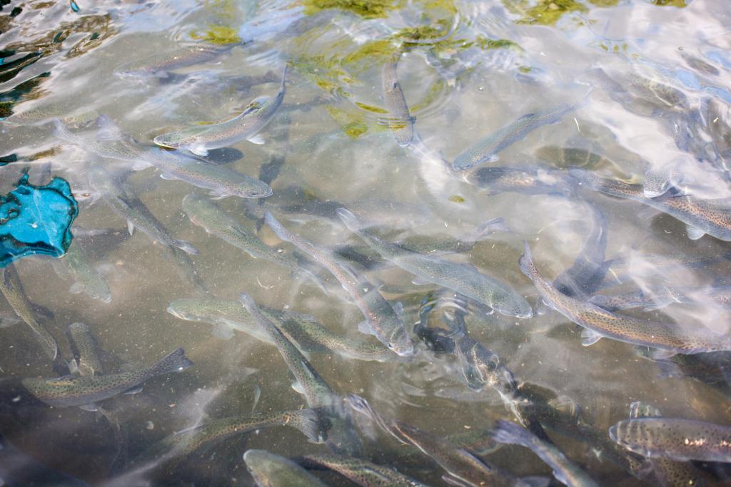 moulin puis scierie du Combayre, actuellement pisciculture