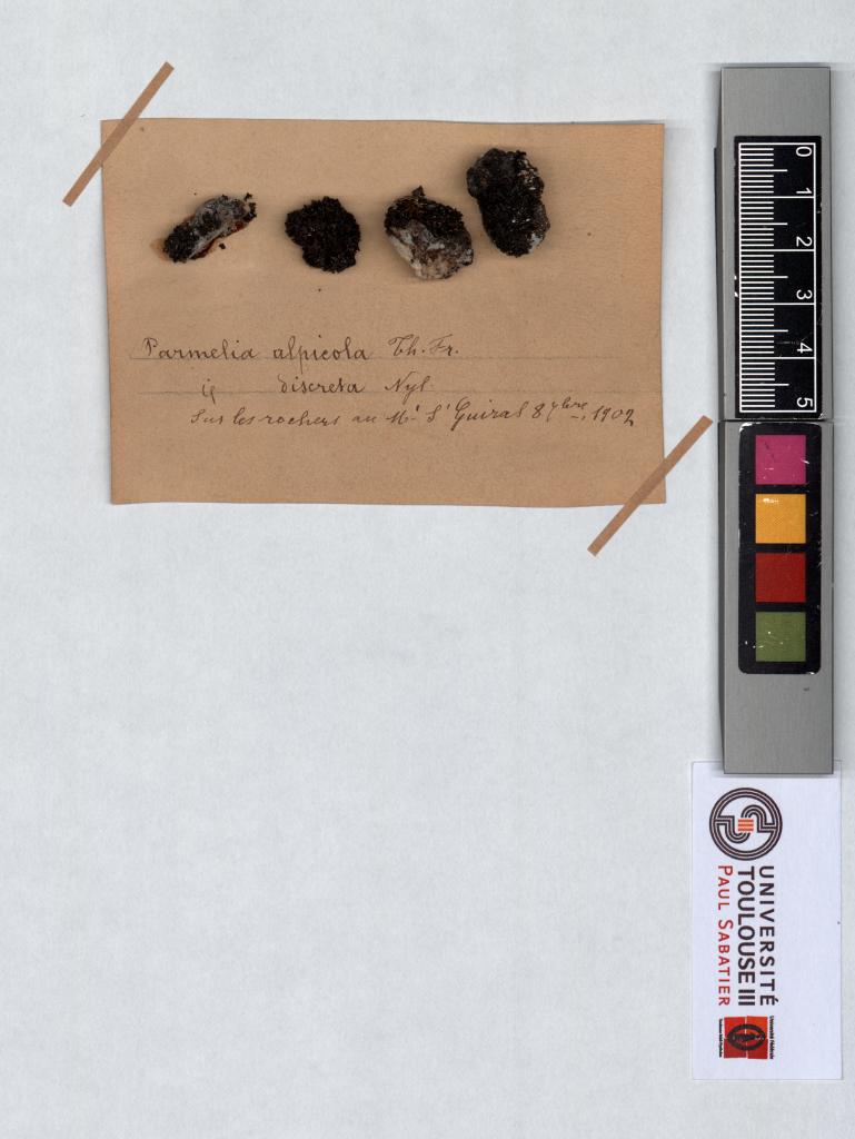Herbier Saltel