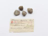 Paléontologie - Rhynchotrema capax (détermination d'origine)