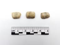 Paléontologie - Strophodonta calvini (détermination d'origine)