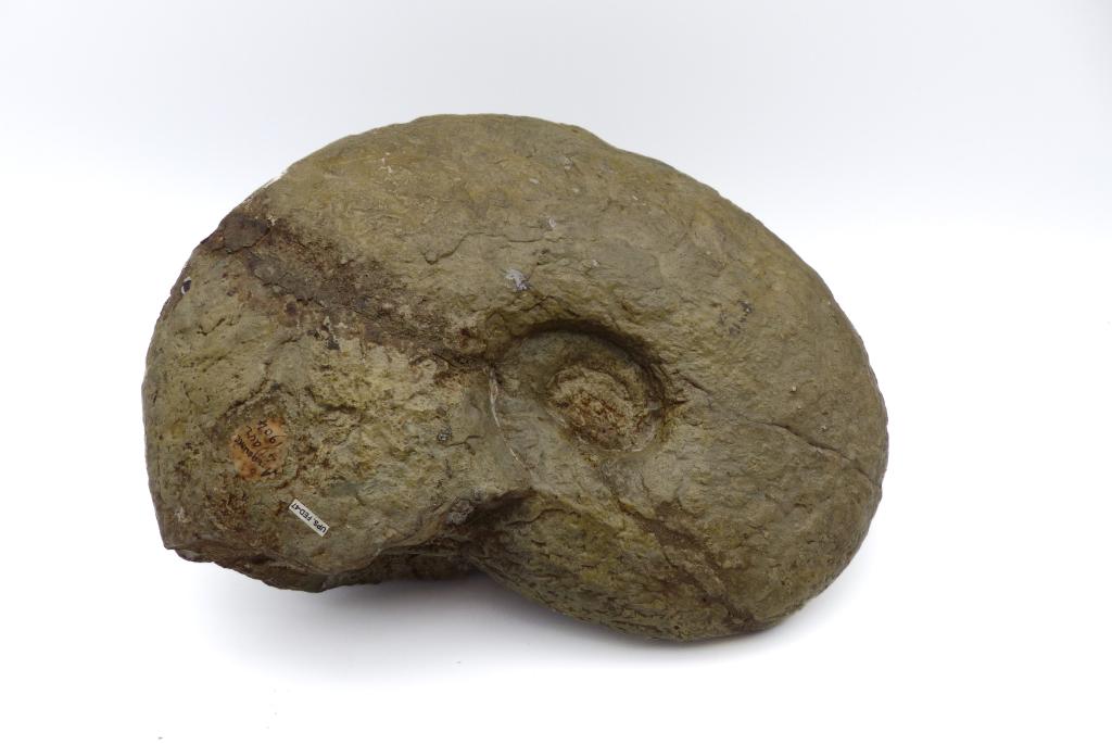 Pachydiscus sp.