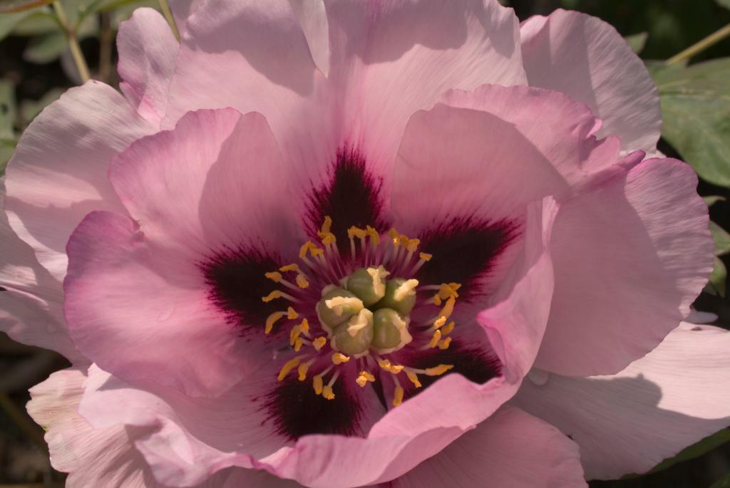 jardin botanique de la Pivoine Bleue