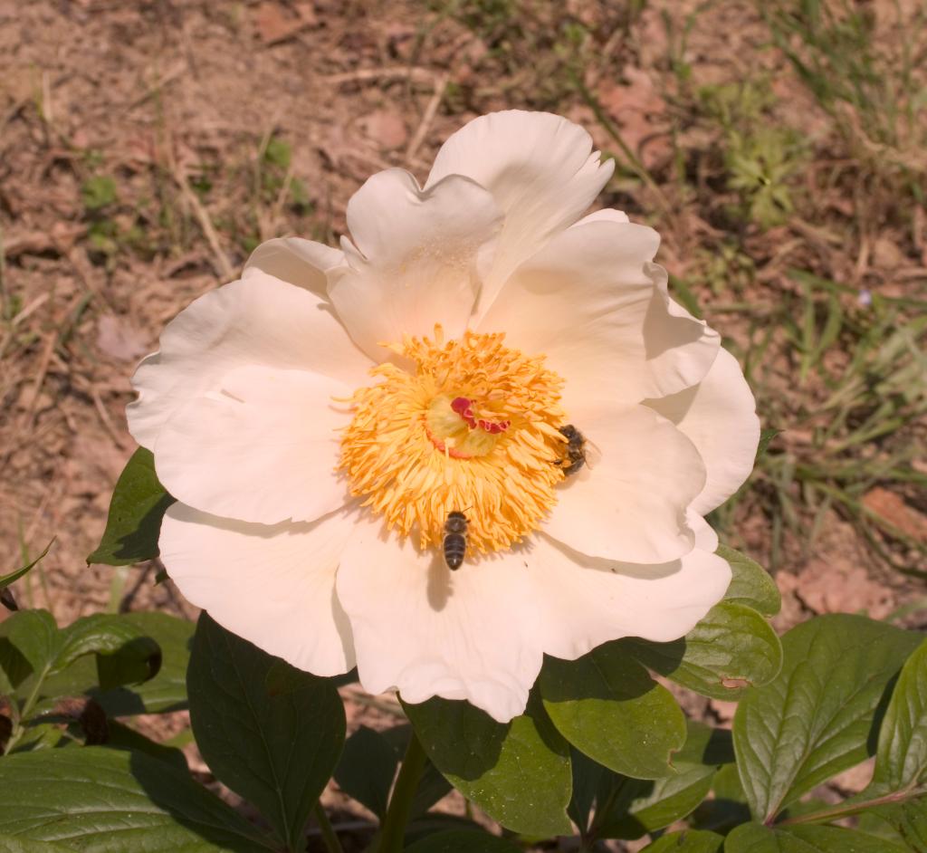 jardin botanique de la Pivoine Bleue