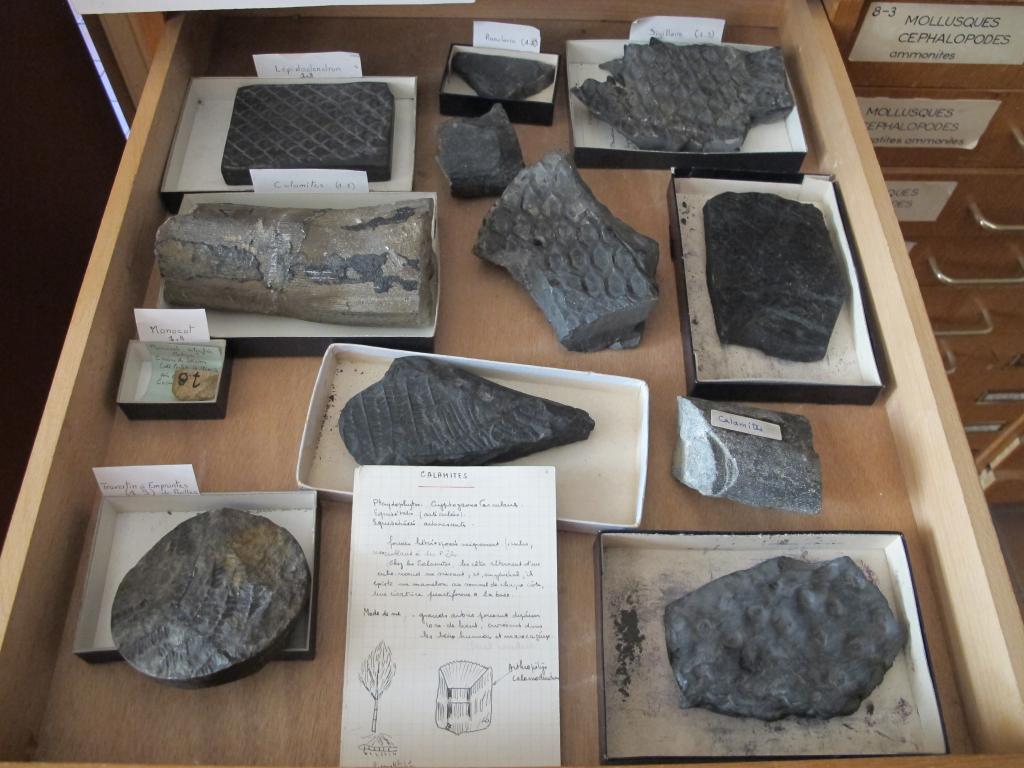 ensemble de fossile
