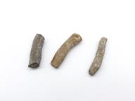 Paléontologie - Rhombopora lepidodendroides (détermination d'origine)