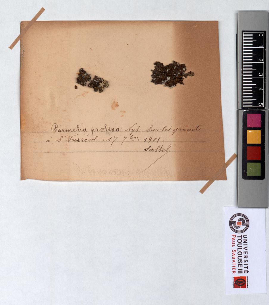 Herbier Saltel