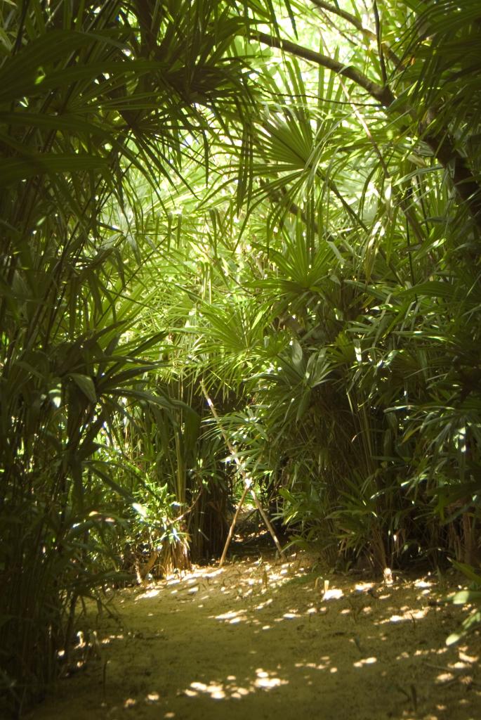 jardin botanique dit Palmeraie du Sarthou