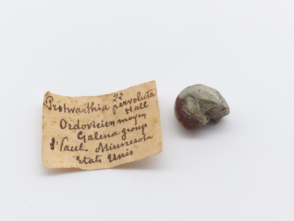 Paléontologie - Protwarthia pervoluta (détermination d'origine)