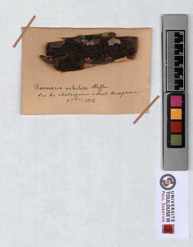 Herbier Saltel