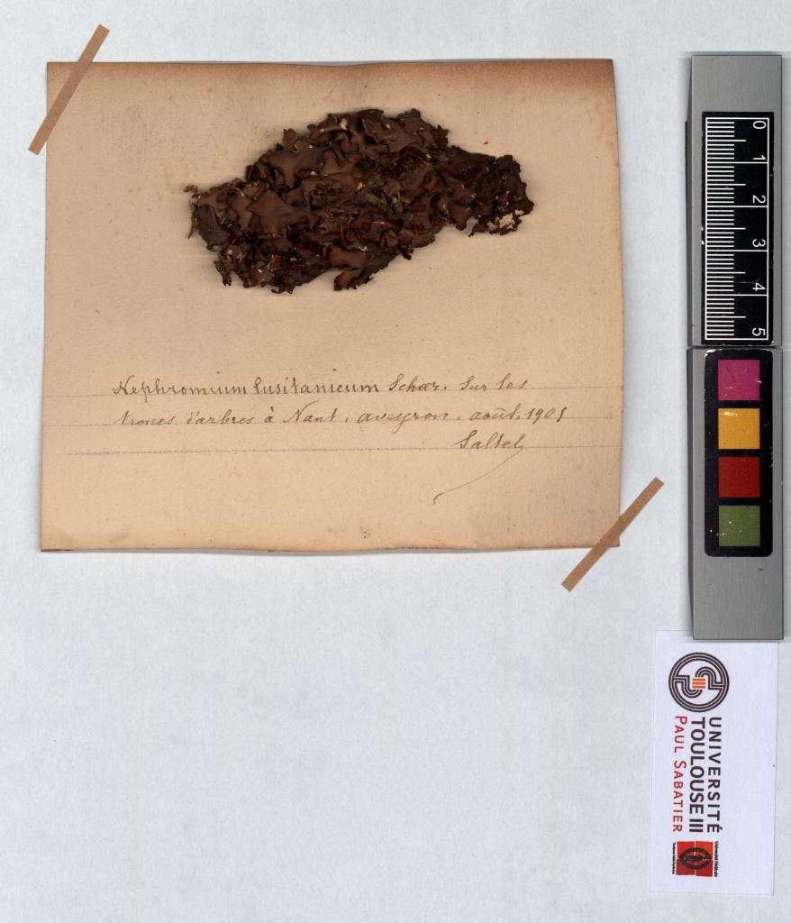 Herbier Saltel