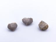 Paléontologie - Camarotoechia elegantula (détermination d'origine)
