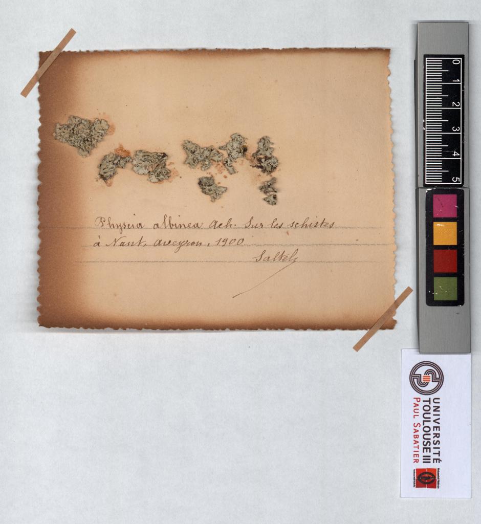 Herbier Saltel