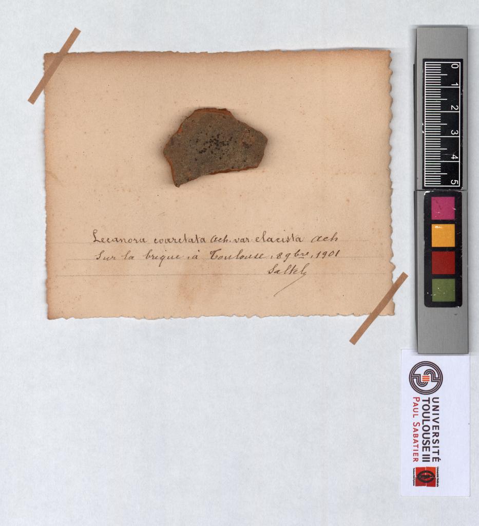 Herbier Saltel