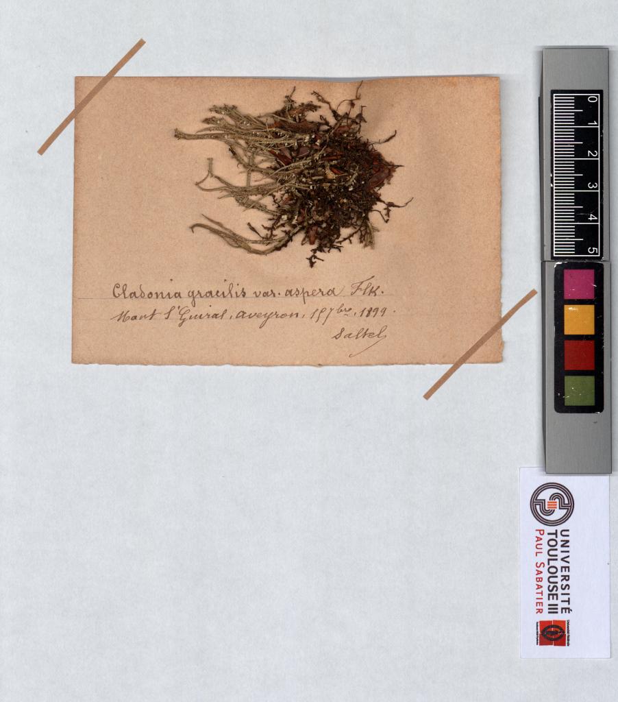Herbier Saltel