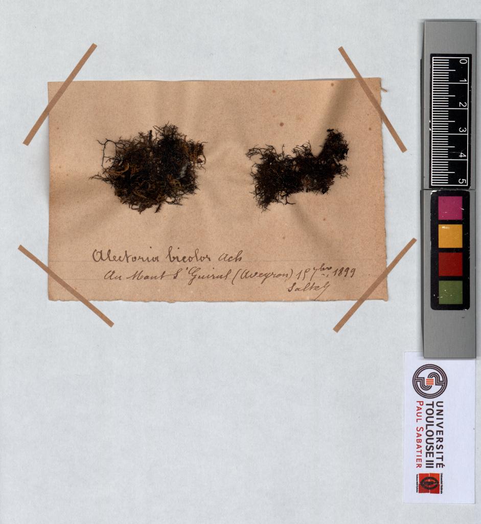 Herbier Saltel