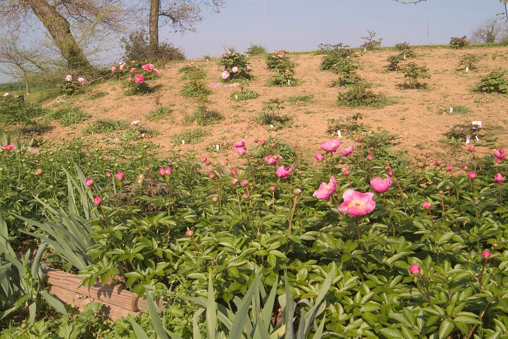 jardin botanique de la Pivoine Bleue