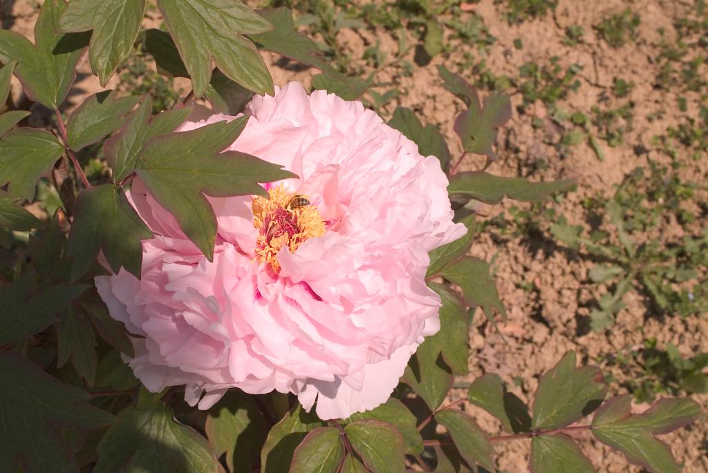 jardin botanique de la Pivoine Bleue