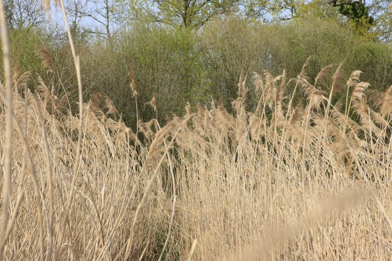 jardin botanique et zoologique, paysage naturel dit Marais de Bonnefont