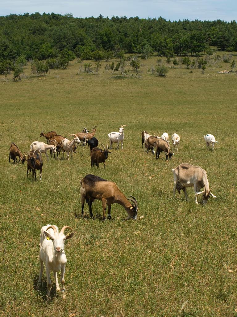 ferme de Lamayou