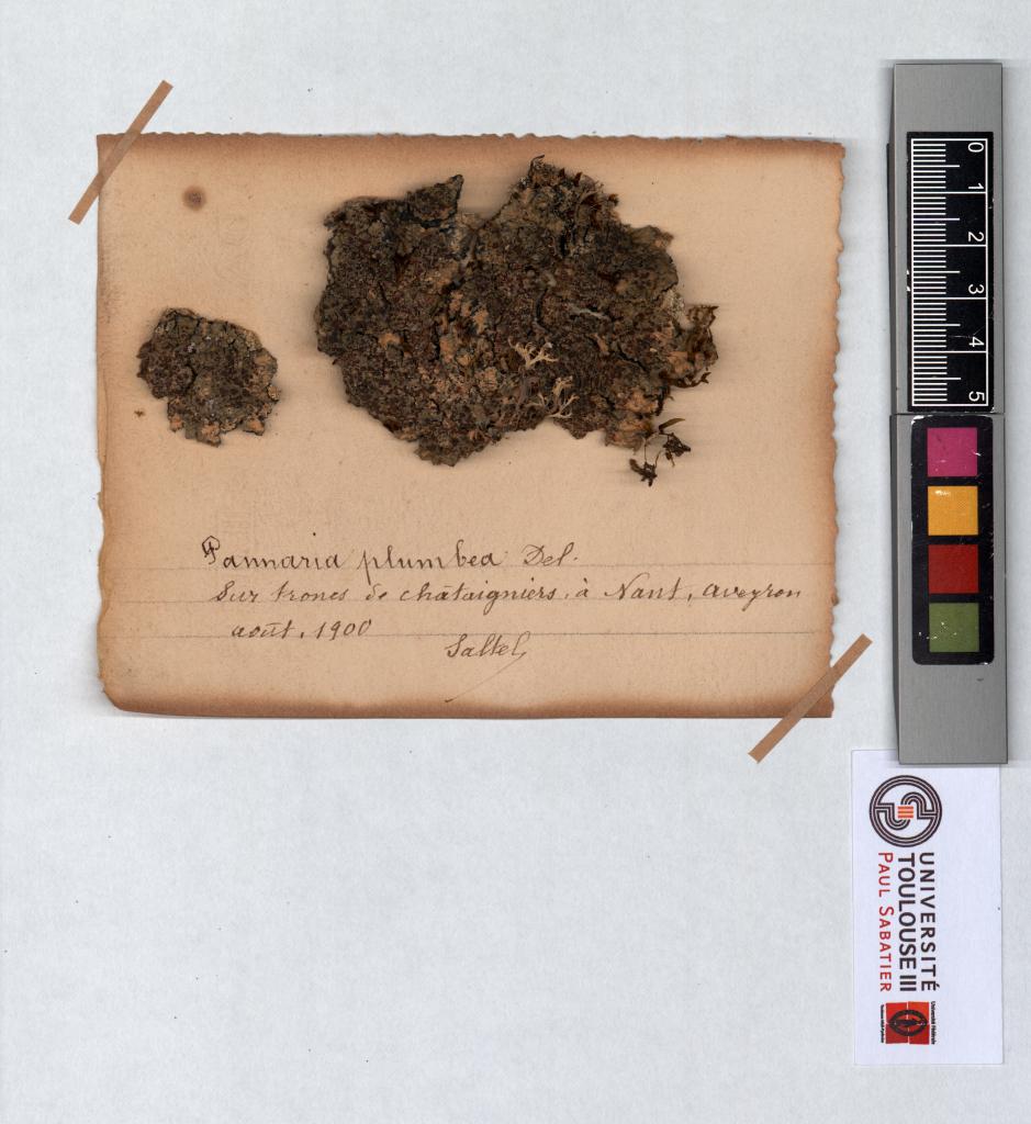 Herbier Saltel