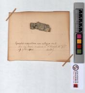 Herbier Saltel : Graphis serpentina var.eutypa