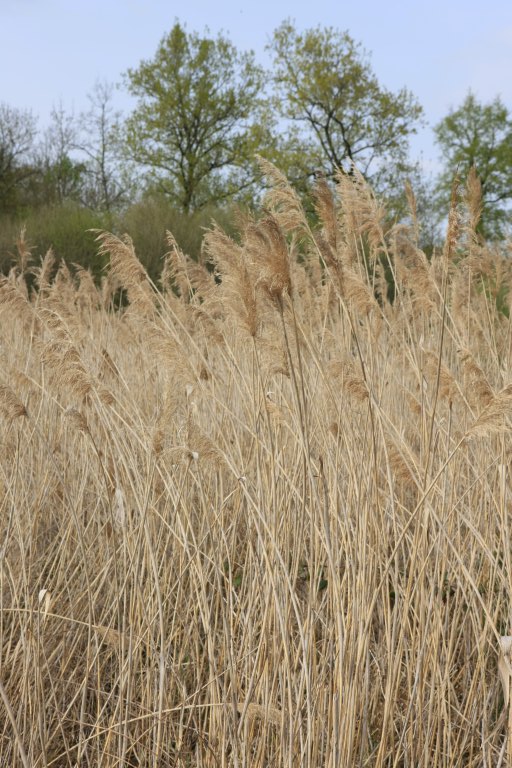 jardin botanique et zoologique, paysage naturel dit Marais de Bonnefont