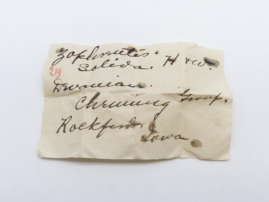 Paléontologie - Zaphrentis solida (détermination d'origine)