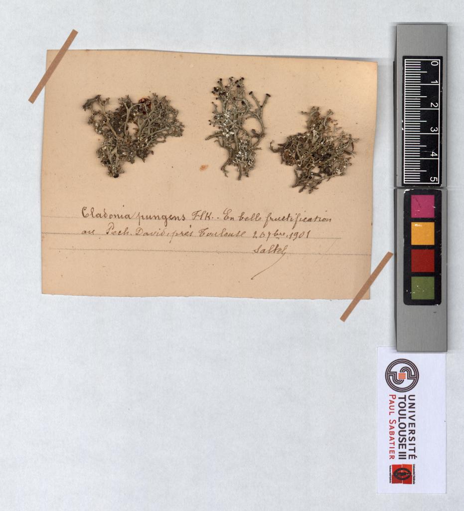 Herbier Saltel