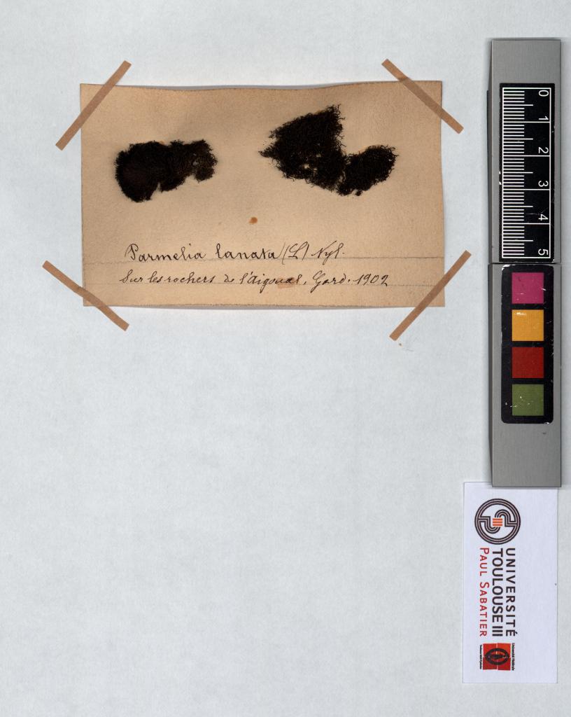 Herbier Saltel