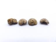 Paléontologie - Naticopsis gigantea (description d'origine)