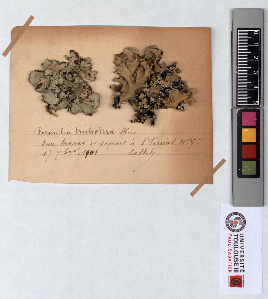 Herbier Saltel