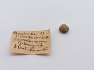Paléontologie - Rhychonella increbescens (détermination d'origine)