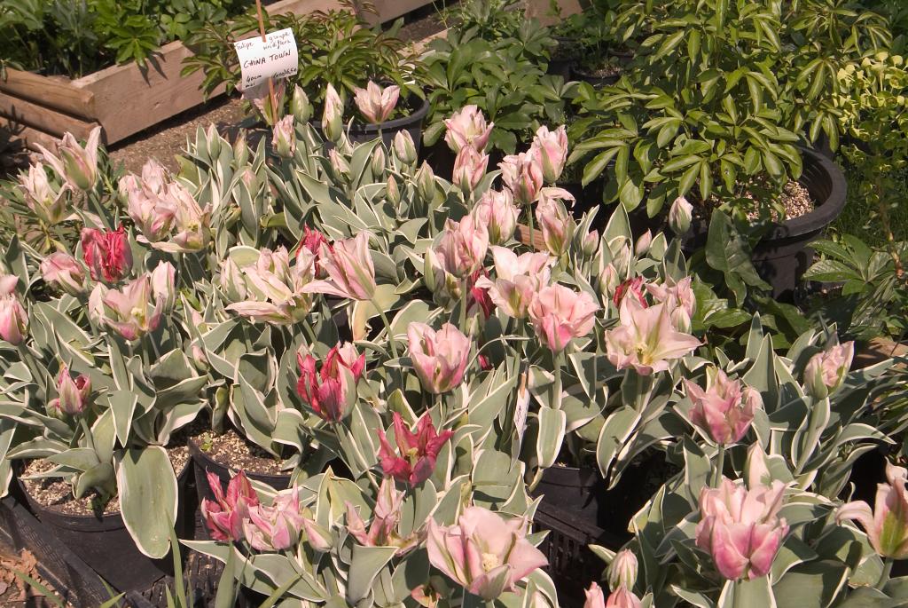 jardin botanique de la Pivoine Bleue